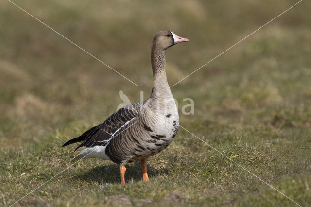White-fronted goose (Anser albifrons)