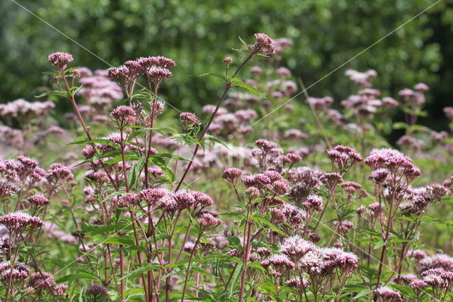 Koninginnekruid (Eupatorium cannabinum)