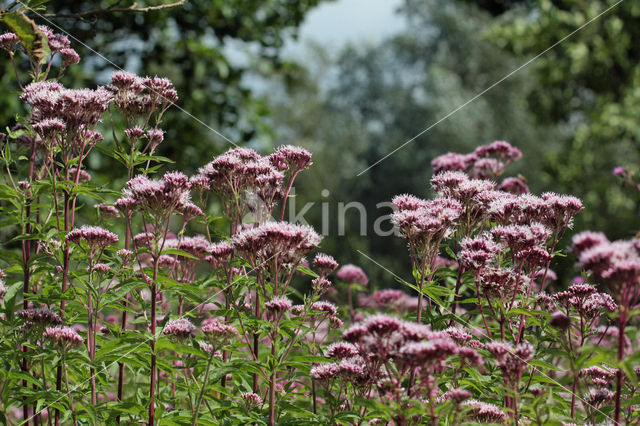 Koninginnekruid (Eupatorium cannabinum)