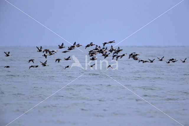 King Eider (Somateria spectabilis)