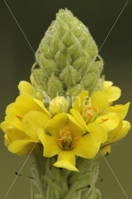 Koningskaars (Verbascum thapsus)