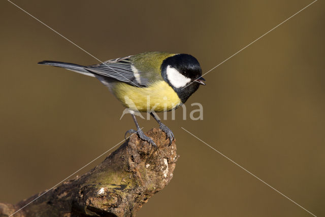 Great Tit (Parus major)
