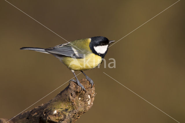 Great Tit (Parus major)