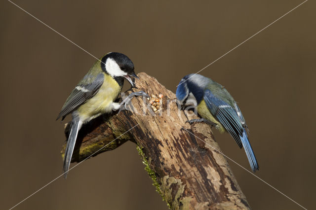 Great Tit (Parus major)