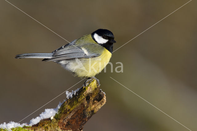 Great Tit (Parus major)