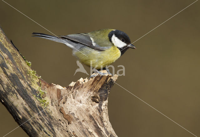 Great Tit (Parus major)