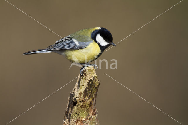 Great Tit (Parus major)