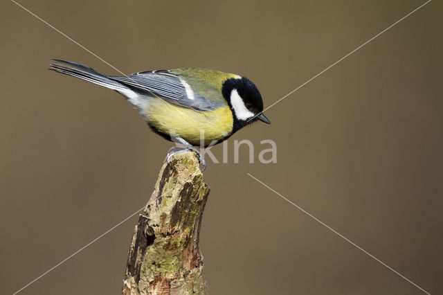 Koolmees (Parus major)