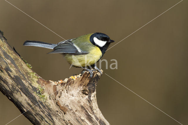 Koolmees (Parus major)