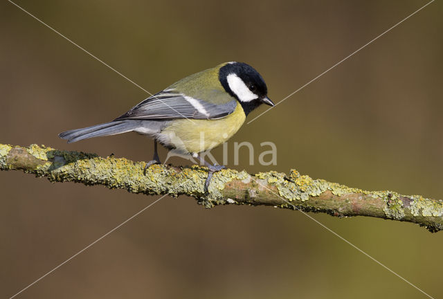 Great Tit (Parus major)