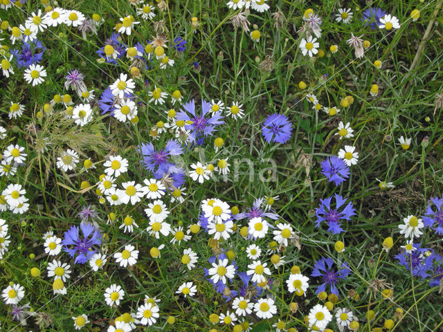 Cornflower (Centaurea cyanus)