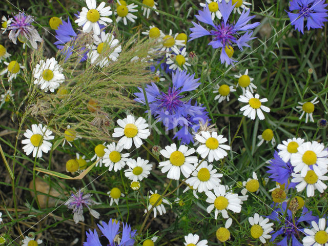 Korenbloem (Centaurea cyanus)