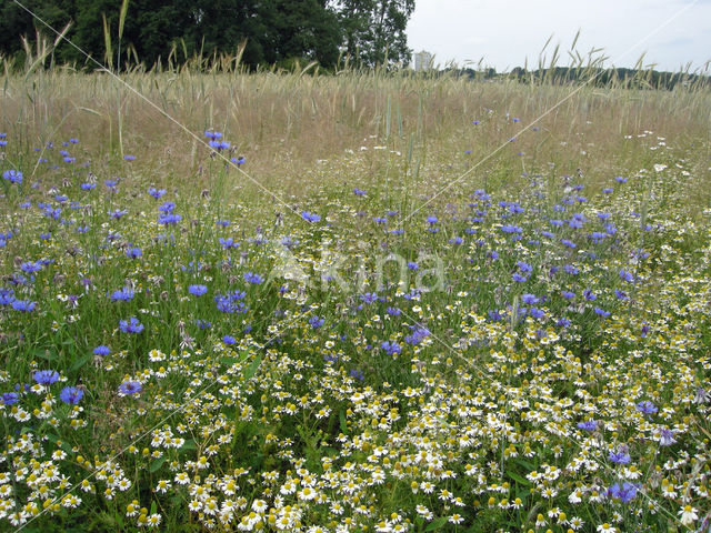 Cornflower (Centaurea cyanus)
