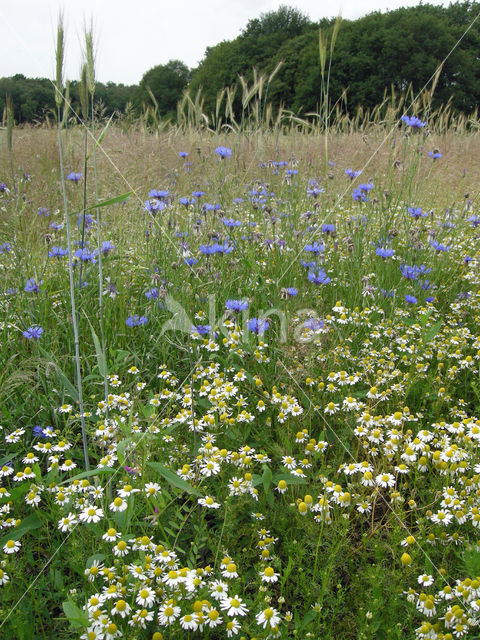 Cornflower (Centaurea cyanus)