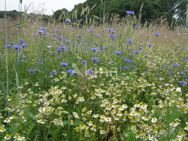 Korenbloem (Centaurea cyanus)