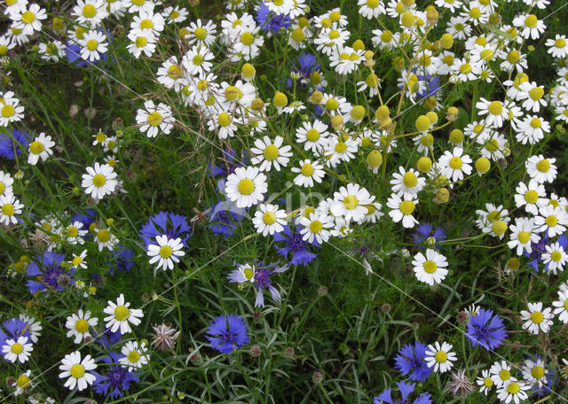 Korenbloem (Centaurea cyanus)