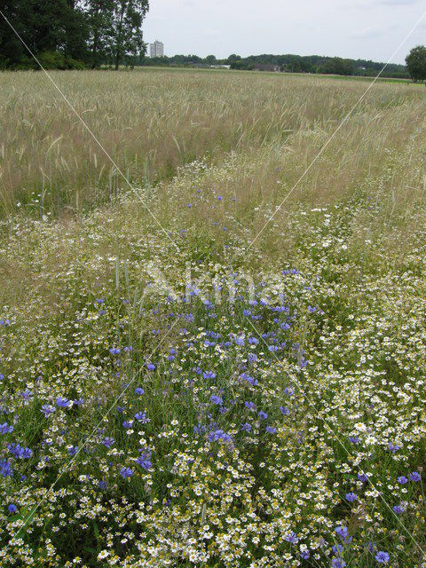 Cornflower (Centaurea cyanus)