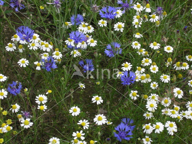 Cornflower (Centaurea cyanus)