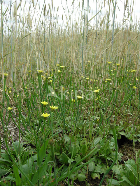 Swine's Succory / Lamb's Succory (Arnoseris minima)