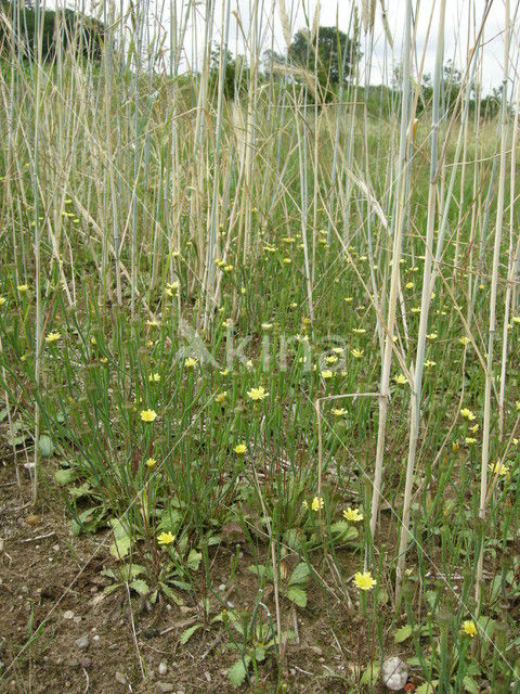 Swine's Succory / Lamb's Succory (Arnoseris minima)