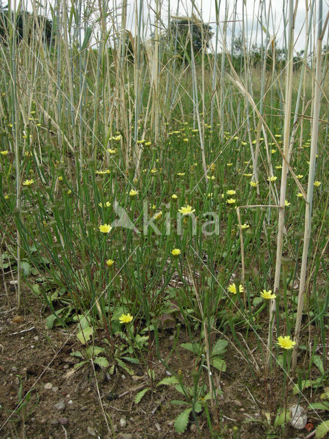 Swine's Succory / Lamb's Succory (Arnoseris minima)