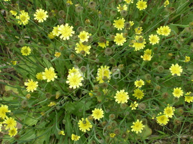 Swine's Succory / Lamb's Succory (Arnoseris minima)