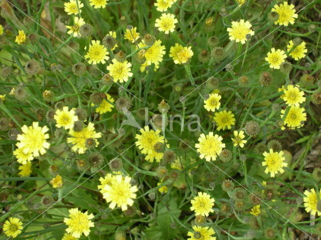 Swine's Succory / Lamb's Succory (Arnoseris minima)