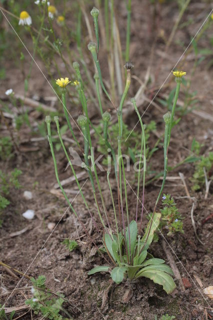 Korensla (Arnoseris minima)