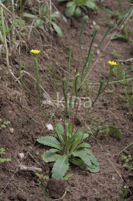 Swine's Succory / Lamb's Succory (Arnoseris minima)