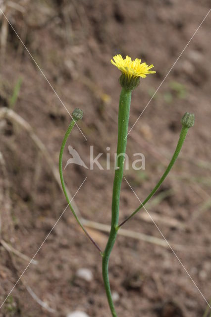 Swine's Succory / Lamb's Succory (Arnoseris minima)