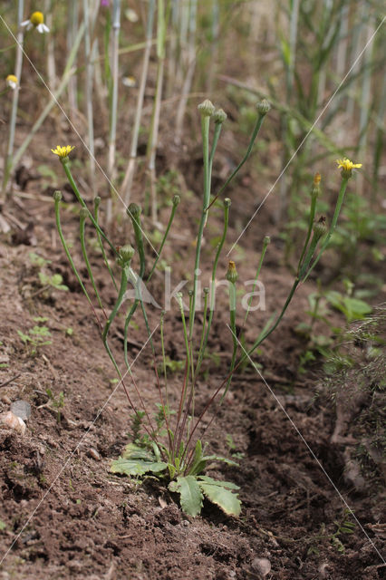 Swine's Succory / Lamb's Succory (Arnoseris minima)