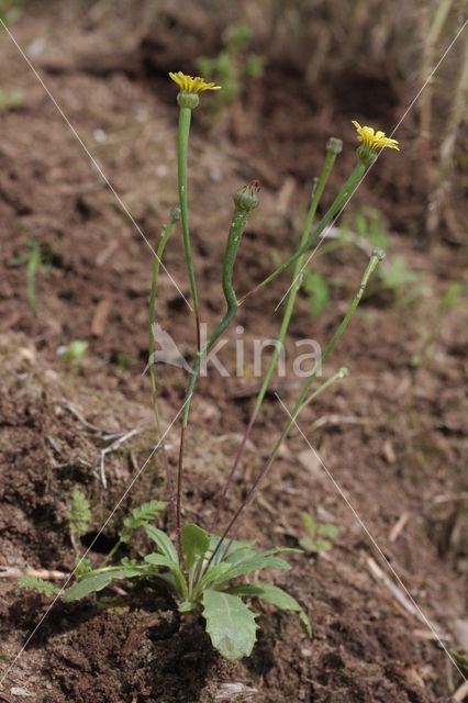 Swine's Succory / Lamb's Succory (Arnoseris minima)