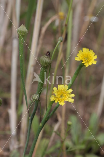 Korensla (Arnoseris minima)