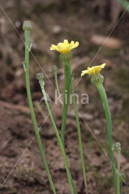 Swine's Succory / Lamb's Succory (Arnoseris minima)