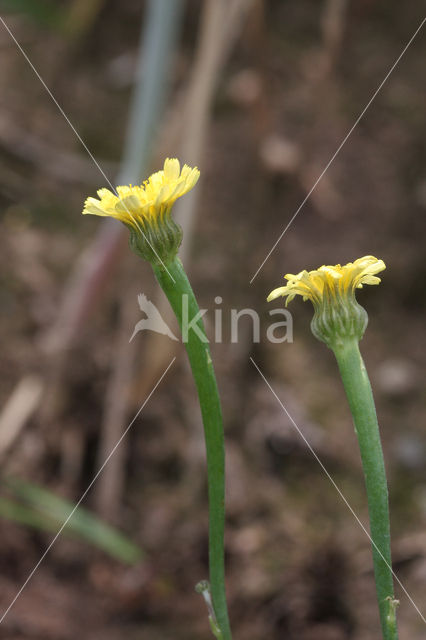 Swine's Succory / Lamb's Succory (Arnoseris minima)