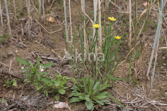 Swine's Succory / Lamb's Succory (Arnoseris minima)