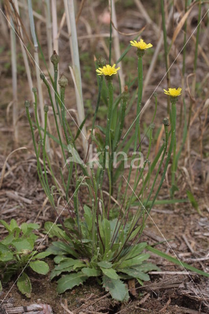 Korensla (Arnoseris minima)