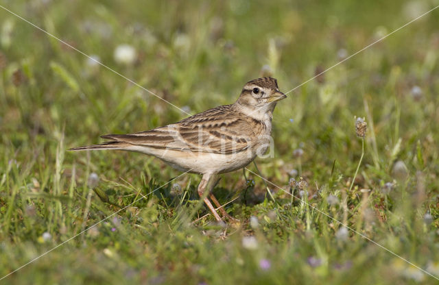 Short-toed Lark (Calandrella brachydactyla)