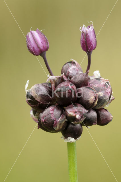 Wild Onion (Allium vineale)