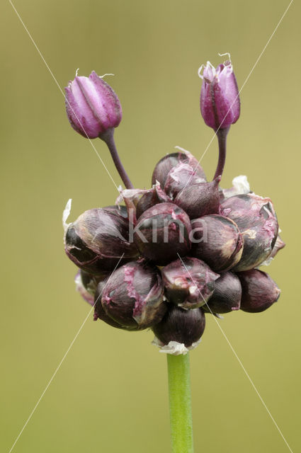 Kraailook (Allium vineale)