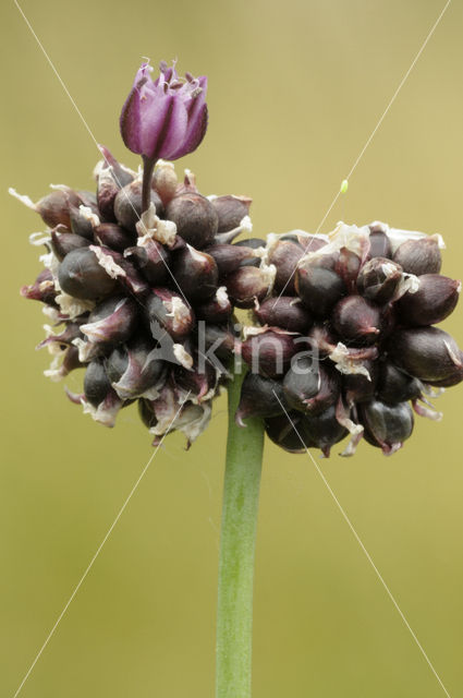 Wild Onion (Allium vineale)