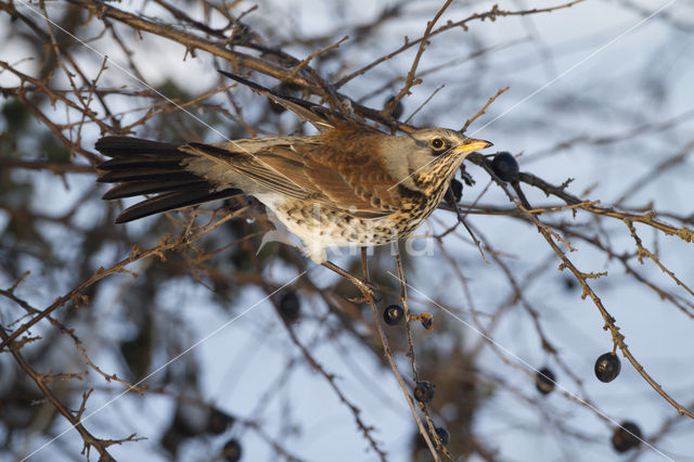 Fieldfare (Turdus pilaris)