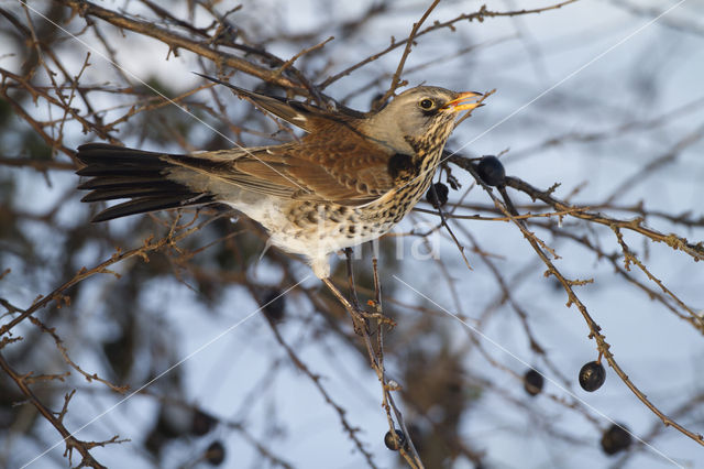 Fieldfare (Turdus pilaris)