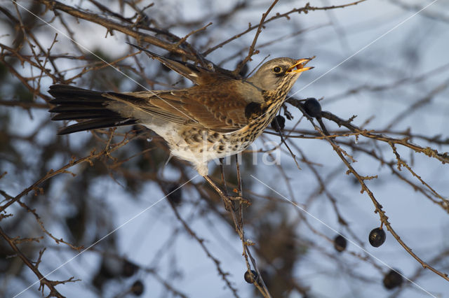 Fieldfare (Turdus pilaris)