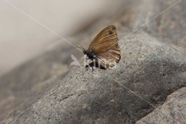 Kretahooibeestje (Coenonympha thyrsis)