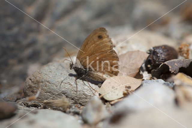 Kretahooibeestje (Coenonympha thyrsis)