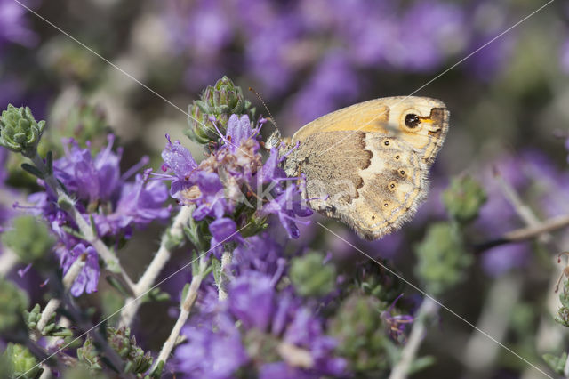 Cretan Small Heath (Coenonympha thyrsis)