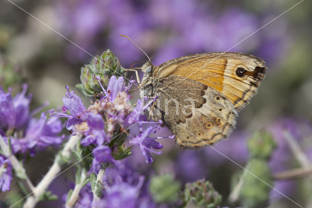 Kretahooibeestje (Coenonympha thyrsis)