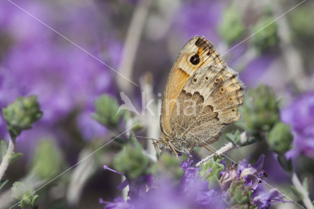 Kretahooibeestje (Coenonympha thyrsis)