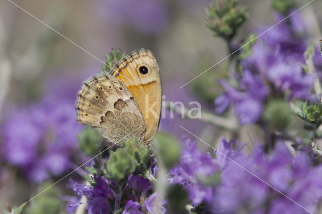 Cretan Small Heath (Coenonympha thyrsis)